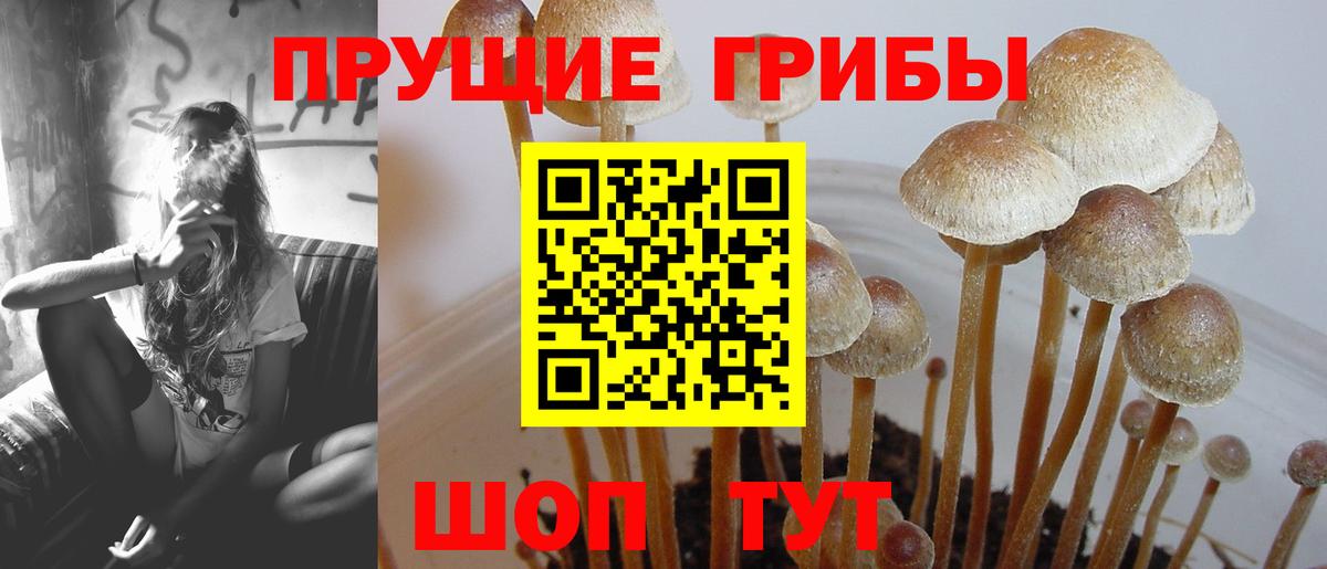 Ростов Великий  Псилоцибиновые грибы Psilocybine cubensis  Вход с VPN  Галлюциногенные грибы GOLDEN TEACHER 